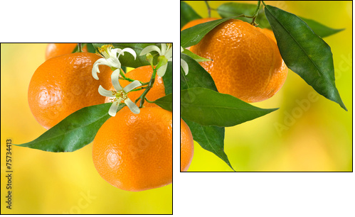 ripe tangerine on a yellow background  - Obraz dwuczęściowy, Dyptyk