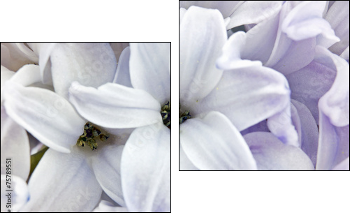 Hyacinth closeup  - Obraz dwuczęściowy, Dyptyk