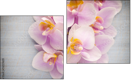 Orchid.  - Obraz dwuczęściowy, Dyptyk