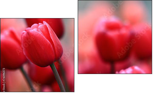 Pink tulips  - Obraz dwuczęściowy, Dyptyk