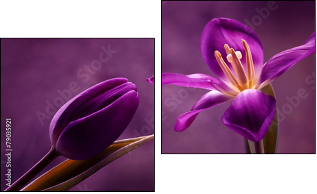 Tulipany - Obraz dwuczęściowy, Dyptyk