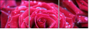 30650072