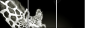 38098957