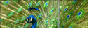43782837