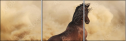 43906966