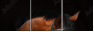 46187059