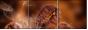 47749181