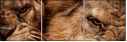 49550663