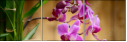 51806398