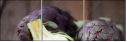 52349842
