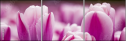 59655482
