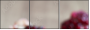 60166700