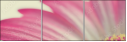 62303581