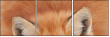 62758452