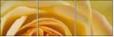 64954045