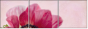 70746560