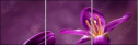 79035921