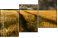 27477176