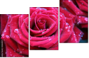 30650072