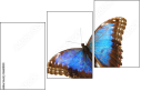 36681830