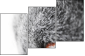 41365560
