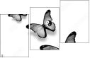 42537223