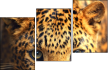 42852431