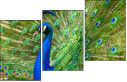 43782837