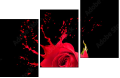45070058