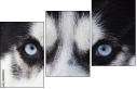 48885993