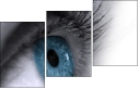 49921743