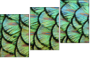 53512479
