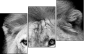 55206469