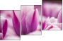 59655482