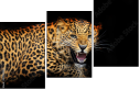 59934153