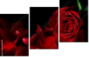 60186592