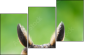 63805438