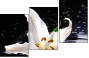 64347544