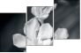 64479255