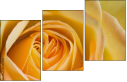 64954045
