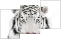 67172414