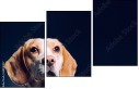 68940427
