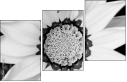 71181016