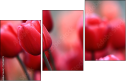 76096373