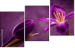 79035921