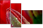 15487800