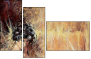 21581087