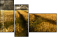 27477176