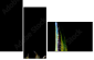 29381007