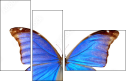 29644334